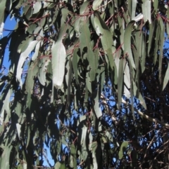 Eucalyptus globulus subsp. bicostata at The Pinnacle - 24 Sep 2023