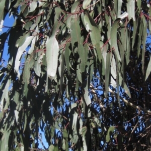 Eucalyptus globulus subsp. bicostata at The Pinnacle - 24 Sep 2023