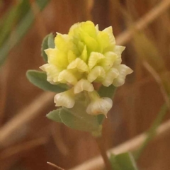 Trifolium campestre (Hop Clover) at O'Connor, ACT - 2 Oct 2023 by ConBoekel