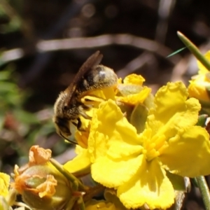 Lasioglossum (Chilalictus) sp. (genus & subgenus) at Cook, ACT - 29 Sep 2023 02:39 PM