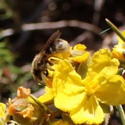 Lasioglossum (Chilalictus) sp. (genus & subgenus) (Halictid bee) at Mount Painter - 29 Sep 2023 by CathB