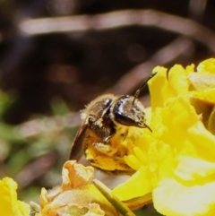 Lasioglossum (Chilalictus) sp. (genus & subgenus) at Cook, ACT - 29 Sep 2023 02:39 PM