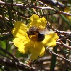 Lasioglossum (Chilalictus) sp. (genus & subgenus) at Cook, ACT - 29 Sep 2023 02:39 PM