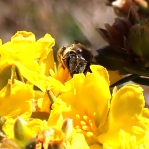 Lasioglossum (Chilalictus) sp. (genus & subgenus) at Cook, ACT - 29 Sep 2023 02:39 PM