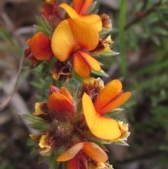 Pultenaea subspicata (Low Bush-pea) at Lake Ginninderra - 27 Sep 2023 by pinnaCLE