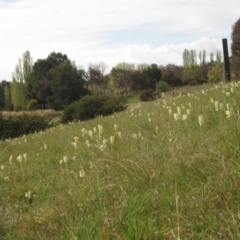 Stackhousia monogyna (Creamy Candles) at Lake Ginninderra - 27 Sep 2023 by pinnaCLE