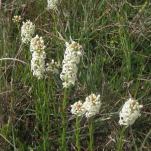 Stackhousia monogyna at Belconnen, ACT - 27 Sep 2023 02:45 PM