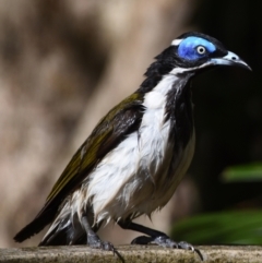 Entomyzon cyanotis (Blue-faced Honeyeater) at Sheldon, QLD - 4 Oct 2023 by PJH123