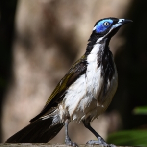 Entomyzon cyanotis at Sheldon, QLD - suppressed