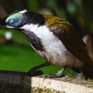 Entomyzon cyanotis at Sheldon, QLD - suppressed