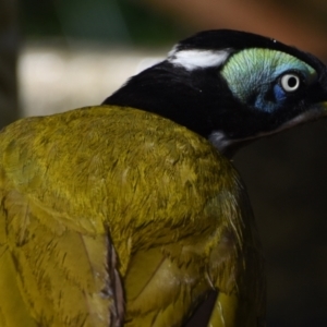 Entomyzon cyanotis at Sheldon, QLD - suppressed