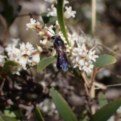 Unidentified Bee (Hymenoptera, Apiformes) at Winburndale, NSW - 24 Sep 2023 by SapphFire