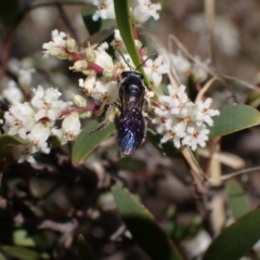 Apiformes (informal group) at Winburndale, NSW - 24 Sep 2023 03:33 PM