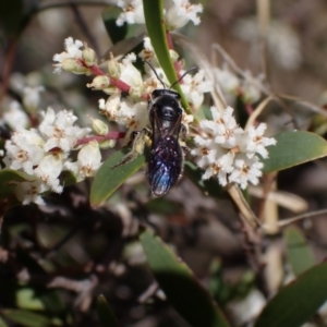 Unidentified at suppressed - 24 Sep 2023