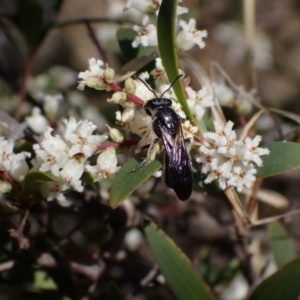 Apiformes (informal group) at Winburndale, NSW - 24 Sep 2023 03:33 PM