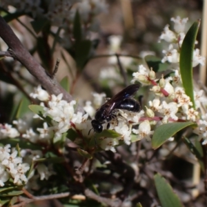 Apiformes (informal group) at Winburndale, NSW - 24 Sep 2023 03:33 PM