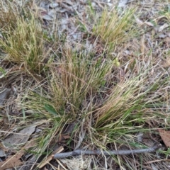 Nassella trichotoma at Florey, ACT - 3 Oct 2023