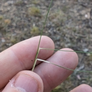 Nassella trichotoma at Florey, ACT - 3 Oct 2023