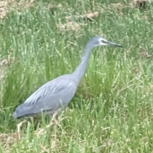 Egretta novaehollandiae at Florey, ACT - 3 Oct 2023