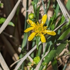 Ranunculus papulentus (Large River Buttercup) at Crace, ACT - 30 Sep 2023 by rbannister