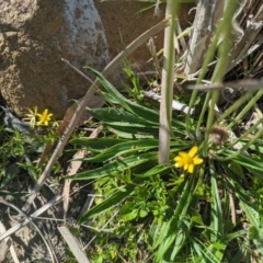 Ranunculus papulentus at Crace, ACT - 30 Sep 2023