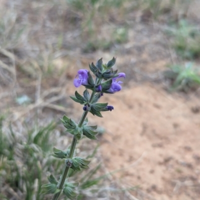 Salvia verbenaca var. verbenaca (Wild Sage) at Florey, ACT - 2 Oct 2023 by rbannister