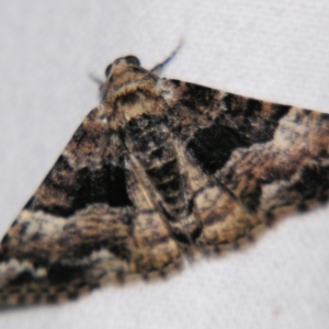 Aporoctena scierodes at Sheldon, QLD - suppressed