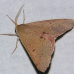 Arhodia lasiocamparia (Pink Arhodia) at Sheldon, QLD - 31 Aug 2007 by PJH123