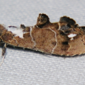 Arrade leucocosmalis at Sheldon, QLD - suppressed