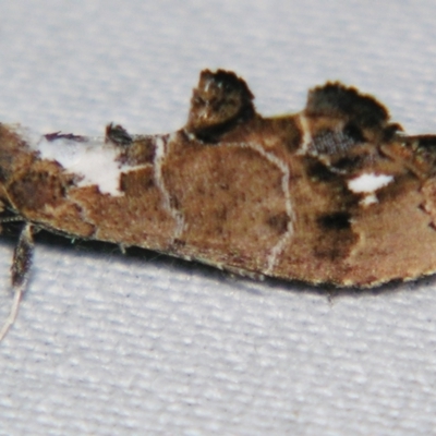 Arrade leucocosmalis (A Hypeninae moth) at Sheldon, QLD - 31 Aug 2007 by PJH123