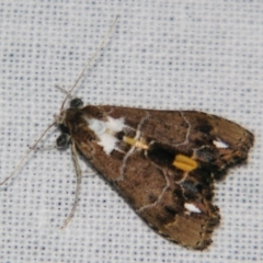 Arrade leucocosmalis at Sheldon, QLD - suppressed