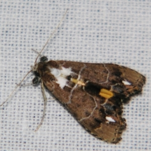 Arrade leucocosmalis at Sheldon, QLD - suppressed