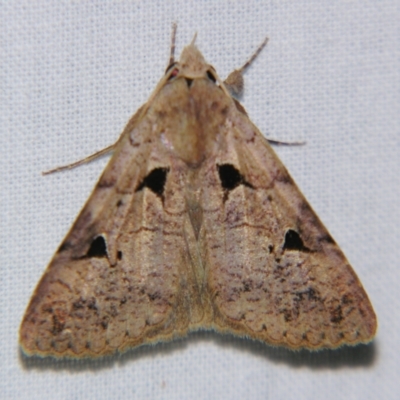 Avatha discolor (Dimorphic Statusmoth) at Sheldon, QLD - 31 Aug 2007 by PJH123