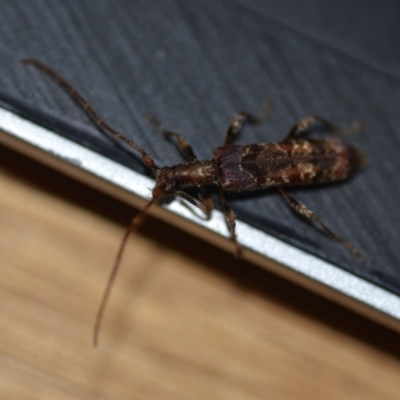 Tessaromma undatum (Velvet eucalypt longhorn beetle) at Wamboin, NSW - 3 Jul 2021 by natureguy