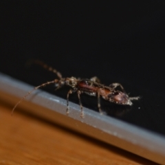 Tessaromma undatum at Wamboin, NSW - 4 Jul 2021 09:31 AM