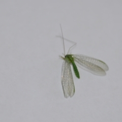 Unverified Lacewing (Neuroptera) at Wamboin, NSW - 8 Jul 2021 by natureguy