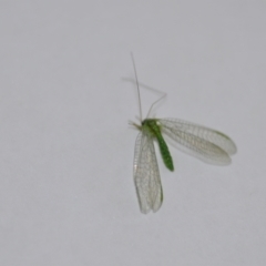 Unidentified Lacewing (Neuroptera) at Wamboin, NSW - 8 Jul 2021 by natureguy