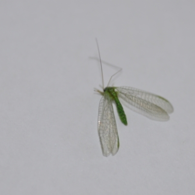 Unidentified Lacewing (Neuroptera) at Wamboin, NSW - 8 Jul 2021 by natureguy