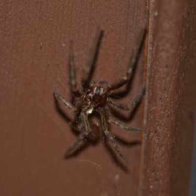 Unidentified Spider (Araneae) at Wamboin, NSW - 12 Jul 2021 by natureguy
