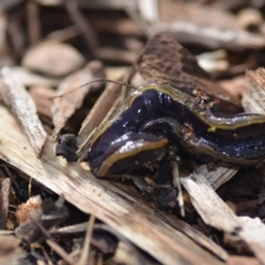 Caenoplana variegata (Two-tone Planarian) at Wamboin, NSW - 17 Jul 2021 by natureguy