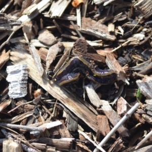 Caenoplana bicolor at Wamboin, NSW - 17 Jul 2021