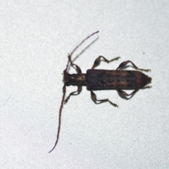 Tessaromma undatum (Velvet eucalypt longhorn beetle) at QPRC LGA - 21 Jul 2021 by natureguy