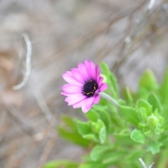 Dimorphotheca ecklonis (South African Daisy) at Wamboin, NSW - 26 Aug 2021 by natureguy