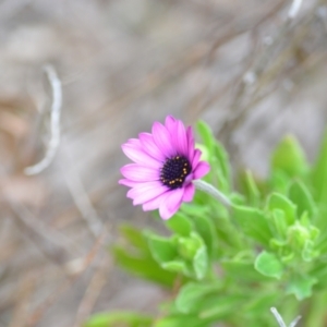 Dimorphotheca ecklonis at Wamboin, NSW - 26 Aug 2021 12:19 PM