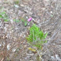 Dimorphotheca ecklonis at Wamboin, NSW - 26 Aug 2021