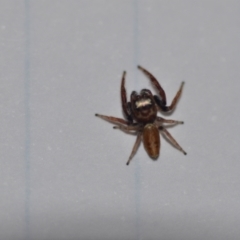 Opisthoncus sp. (genus) (Opisthoncus jumping spider) at Wamboin, NSW - 2 Sep 2021 by natureguy