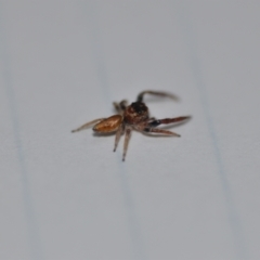 Opisthoncus sp. (genus) at Wamboin, NSW - 2 Sep 2021