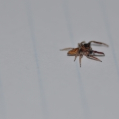 Opisthoncus sp. (genus) at Wamboin, NSW - 2 Sep 2021 11:02 AM