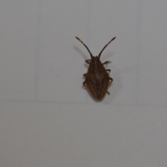 Unidentified Shield, Stink or Jewel Bug (Pentatomoidea) at QPRC LGA - 7 Sep 2021 by natureguy