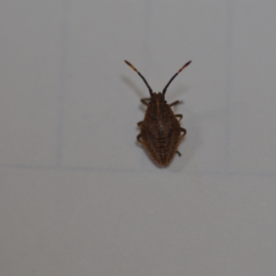 Unidentified Shield, Stink or Jewel Bug (Pentatomoidea) at QPRC LGA - 7 Sep 2021 by natureguy